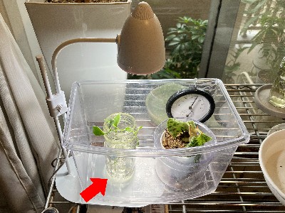 植物育成ライトを照射中