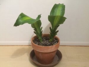 土に植え付けた幸福の木