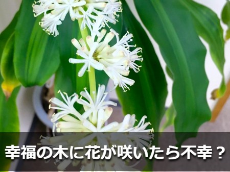 幸福の木の花