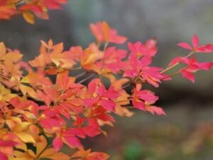 紅葉したドウダンツツジ