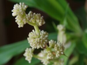 幸福の木の花芽