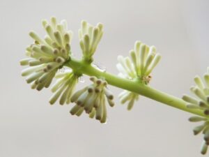 幸福の木の花から滲み出る蜜