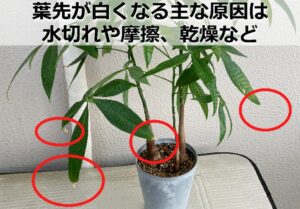 葉先だけ白いパキラ