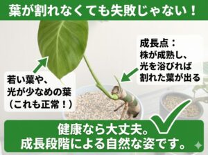 モンステラの葉が割れなくても異常ではない