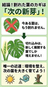 モンステラの葉が割れるための条件