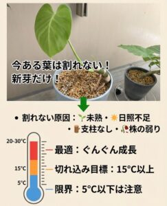 寒いと割れた葉が出にくい理由と対処法
