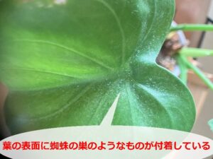 葉の表面に付いたハダニ