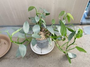 伸びすぎたフィロデンドロン