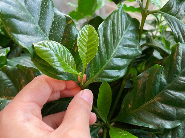 コーヒー の 木 新芽