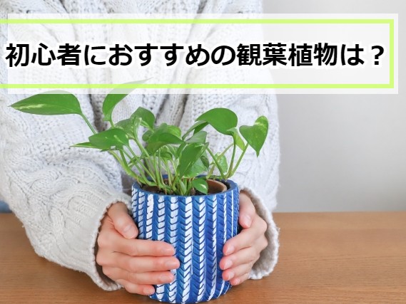 初心者におすすめの観葉植物