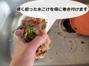 水苔で巻いたヒポエステス