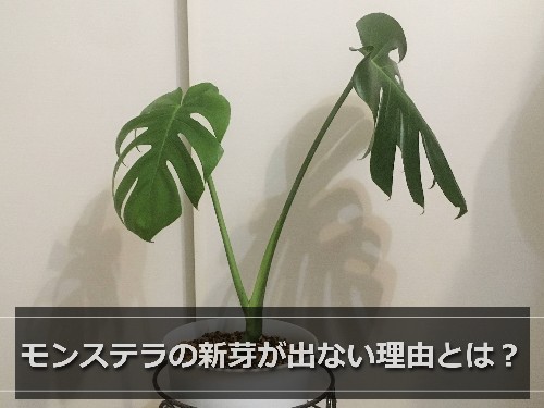 新芽が出ないモンステラ