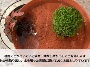 水に浸けたセラギネラとヒポエステス