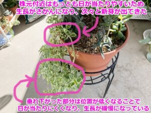 頂芽優勢