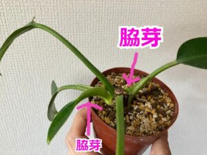 フィロデンドロンの脇芽