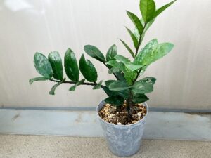 初心者におすすめの観葉植物「ザミオクルカス」