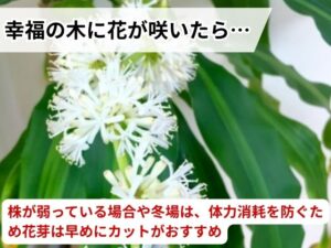 幸福の木の花が咲いた時の対処法