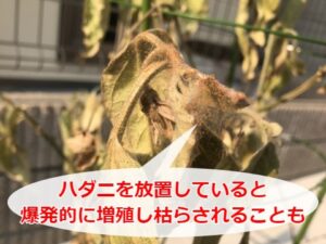 ハダニによって枯れた植物