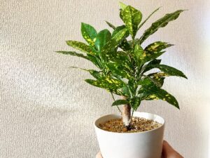 100均の鉢に植えたクロトン