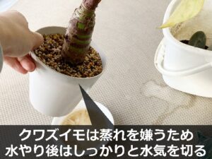 水やり後のクワズイモ