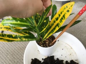 クロトンの植え替え