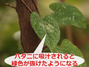 ハダニ被害を受けた植物