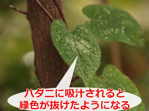 観葉植物にハダニ？実際の画像とともに駆除方法を解説！ | 観葉植物のお悩みを解決するなら観葉植物ラボ