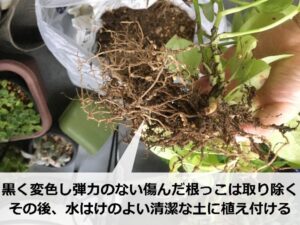 ポトスの植え替え