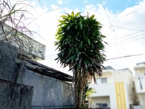 玄関先に地植えされた幸福の木(沖縄県)