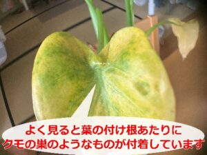 ハダニが付いたクワズイモの葉