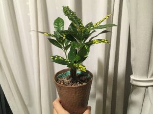 植え替え前のクロトン