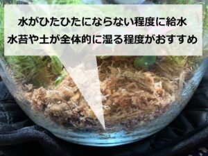 パルダリウム内に鉢いした水苔