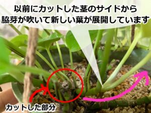 切り戻し後、ポトスから出た新芽