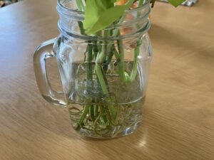 水耕栽培のポトスの伸びすぎた根っこ