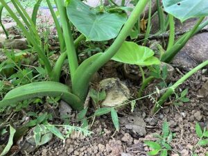 切られても繰り返し芽を出すクワズイモ