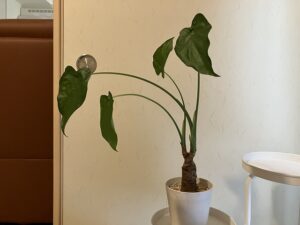 葉柄が伸びすぎたクワズイモ