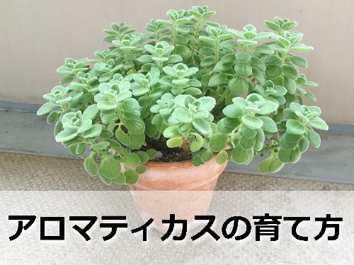 こんもり茂ったアロマティカスの鉢植え