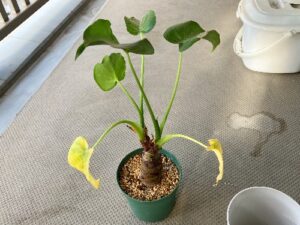 植え替え前のシマクワズイモ