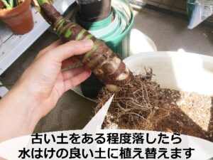 クワズイモの植え替え中
