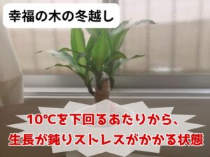 冬越し中の幸福の木