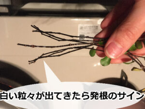 発根し始めたワイヤープランツの水差し