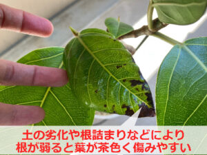 茶色くなったゴムの木の葉