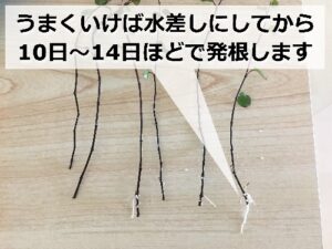 発根したワイヤープランツの挿し穂