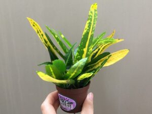 小さなクロトン