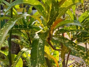 直射日光により葉焼け気味のクロトン