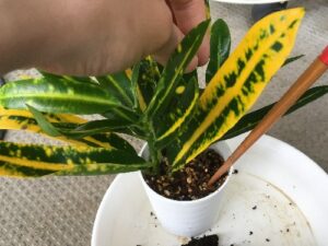 クロトンの植え替え