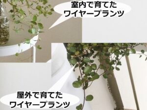 室内で育てたワイヤープランツと屋外で育てたワイヤープランツの比較