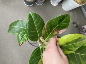 茶色くなったゴムの木の葉