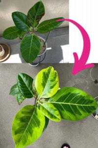 葉が茶色くなったゴムの木の復活