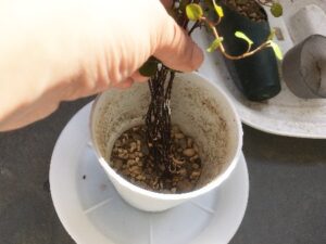 ワイヤープランツの植え付け